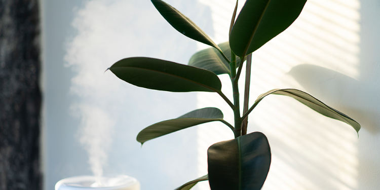 Are Humidifiers the Shortcut to Dewy, Hydrated Skin?