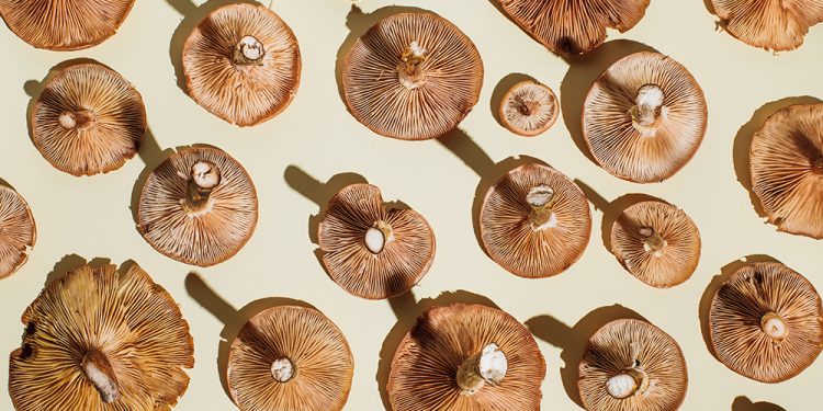 Inside the Reishi Revival – NewBeauty